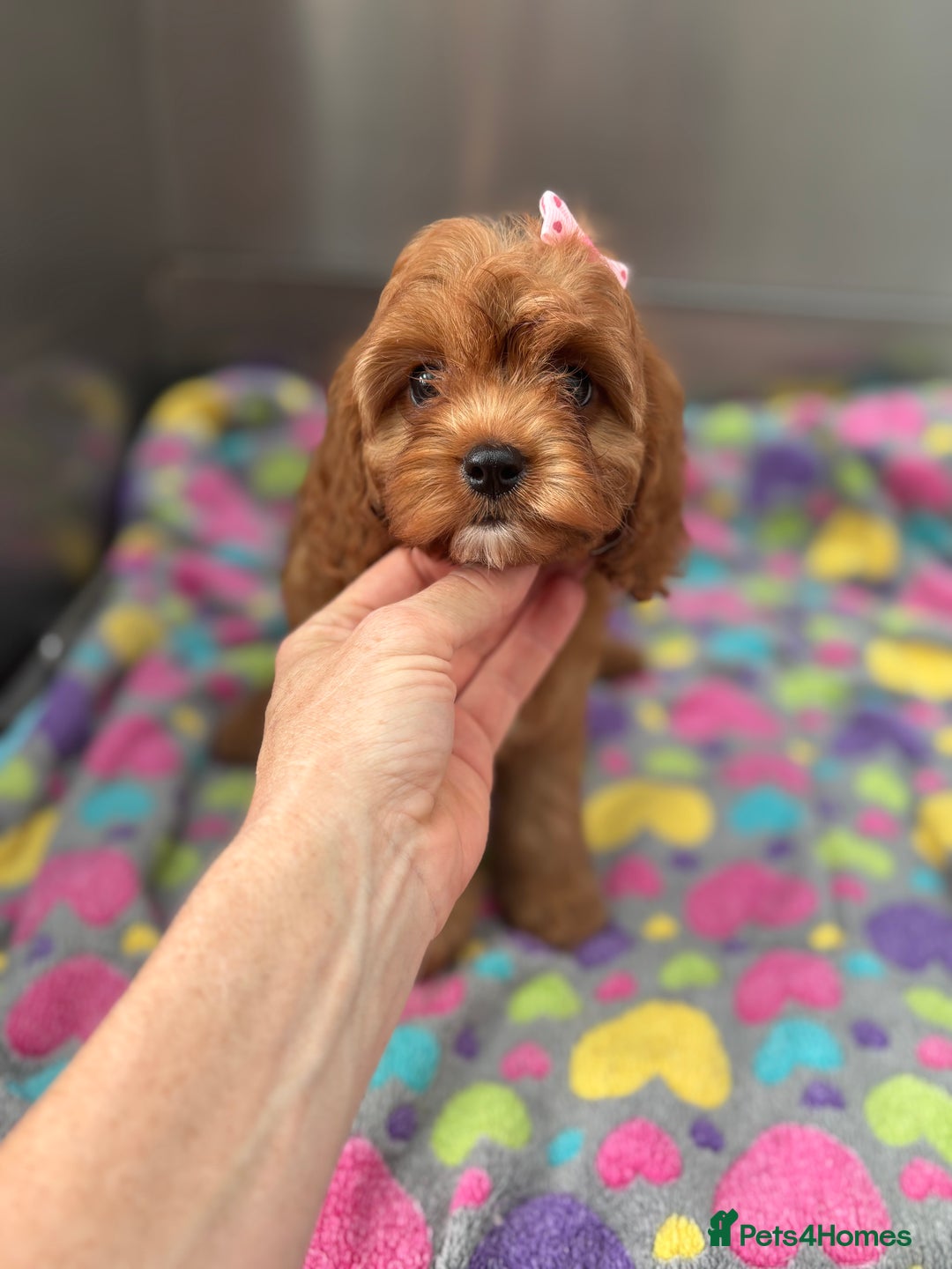 Cavapoo dogs for sale: Female Red Cavapoo Ready now  - Image 6