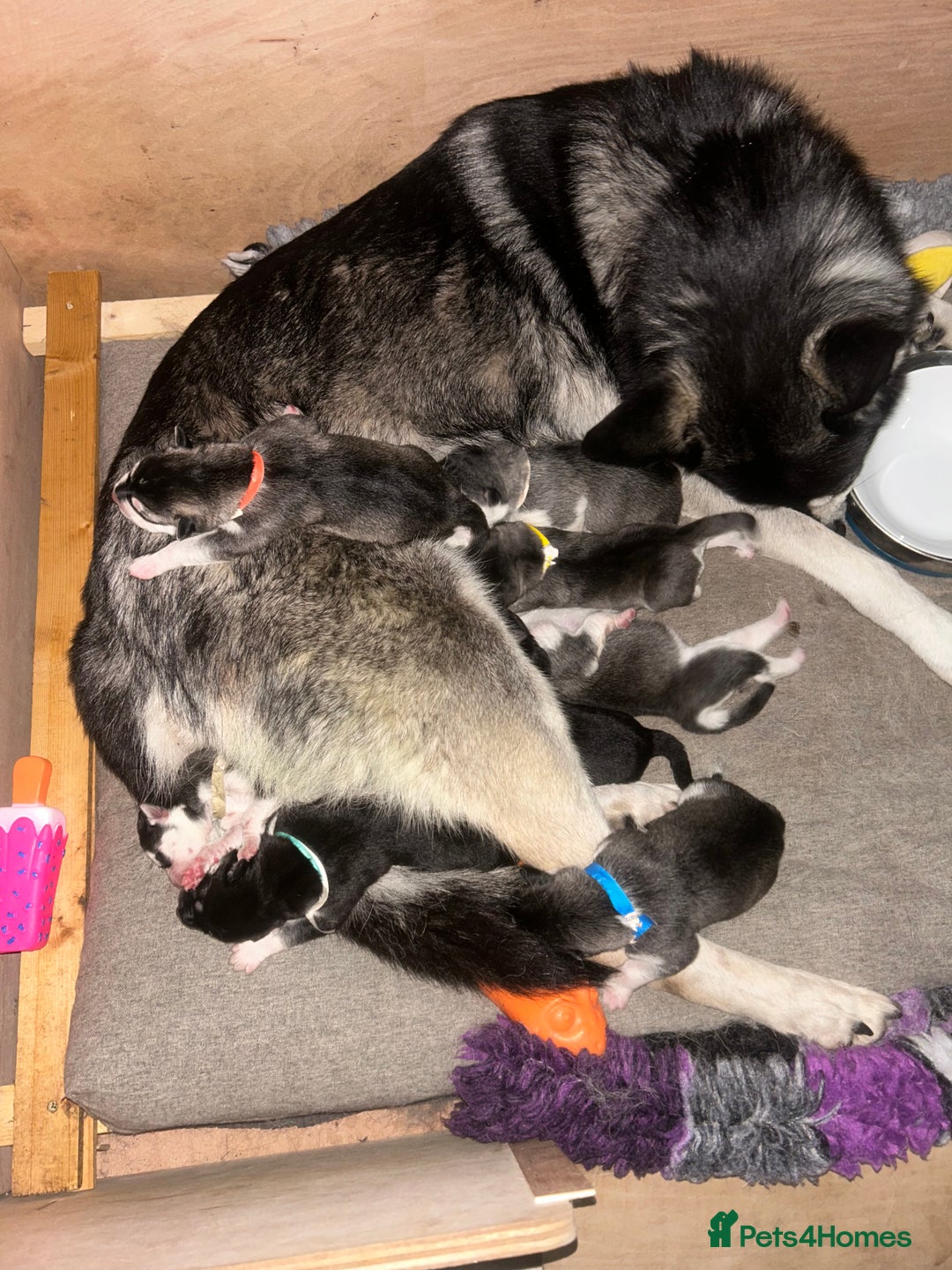 Siberian Husky dogs for sale: Lovely husky puppies, ready for new homes on 25/8 - Image 7