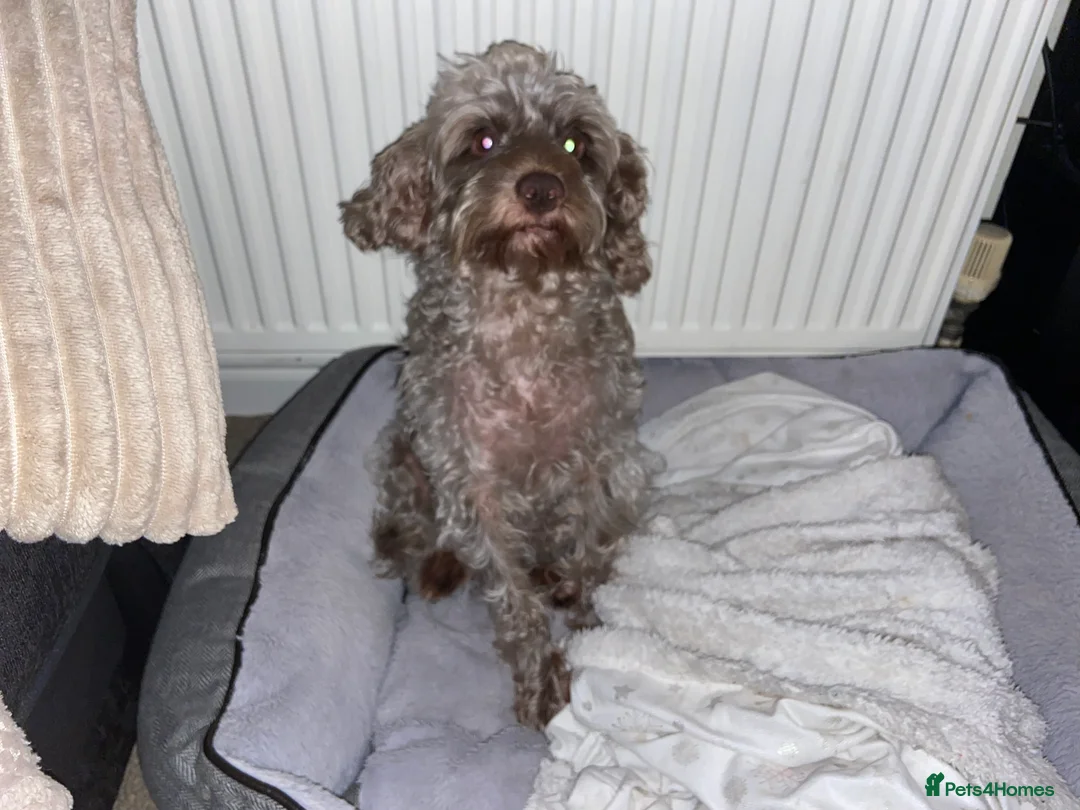 Cockapoo dogs for stud: *FOR STUD* Male Cockapoo - Advert 4