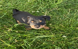 Jack Russell dogs for sale: Short legged smooth coated Jack Russell puppies  - Image 3