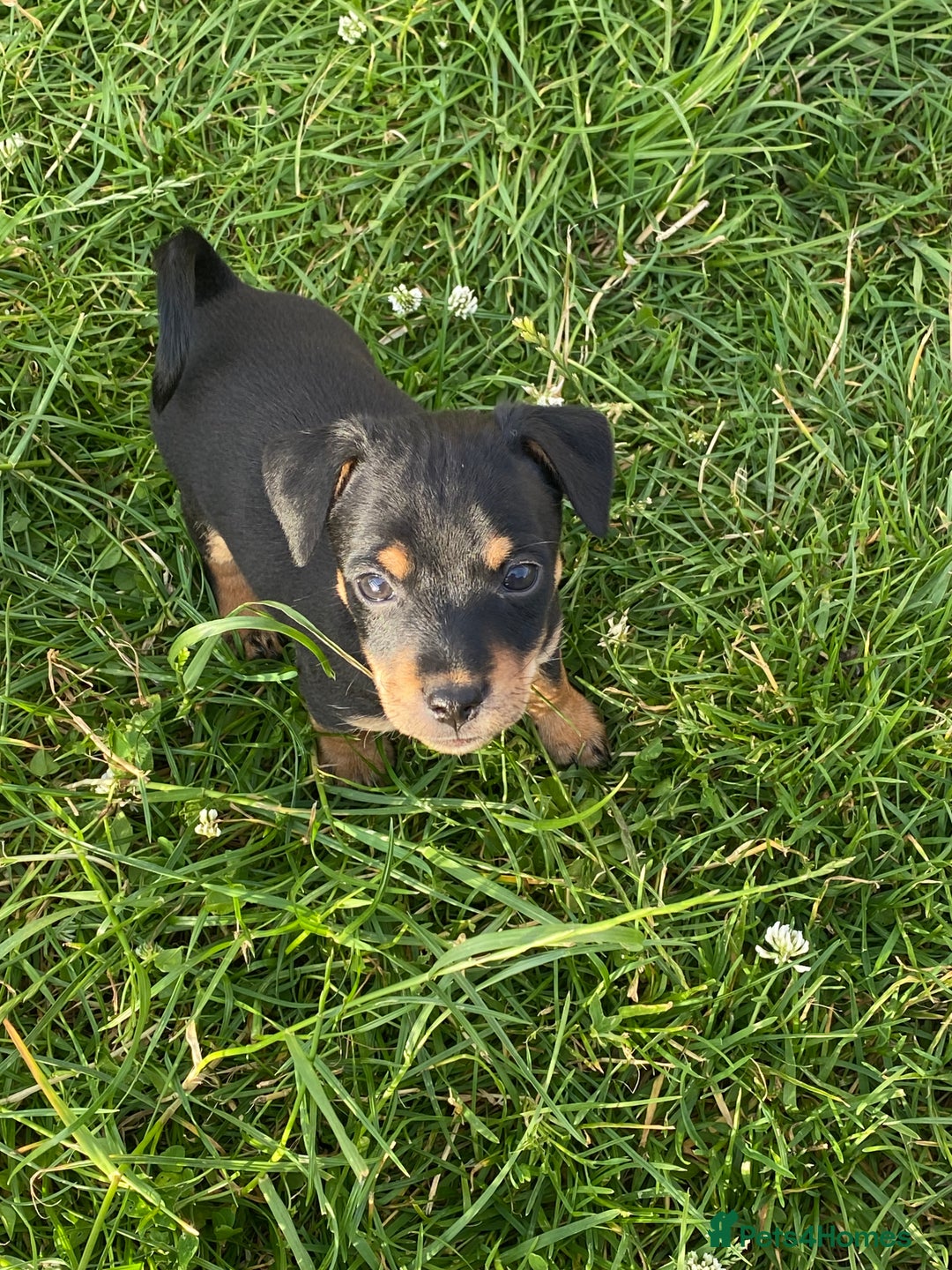 Jack Russell dogs for sale: Short legged smooth coated Jack Russell puppies  - Image 3