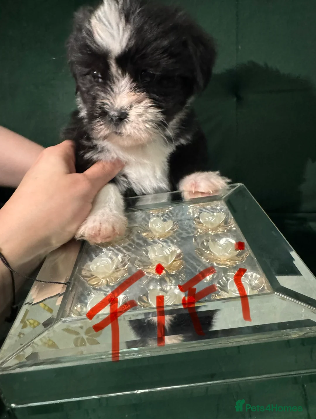 Shih Tzu dogs for sale: Beautiful Shih Tzu puppies  - Advert 8