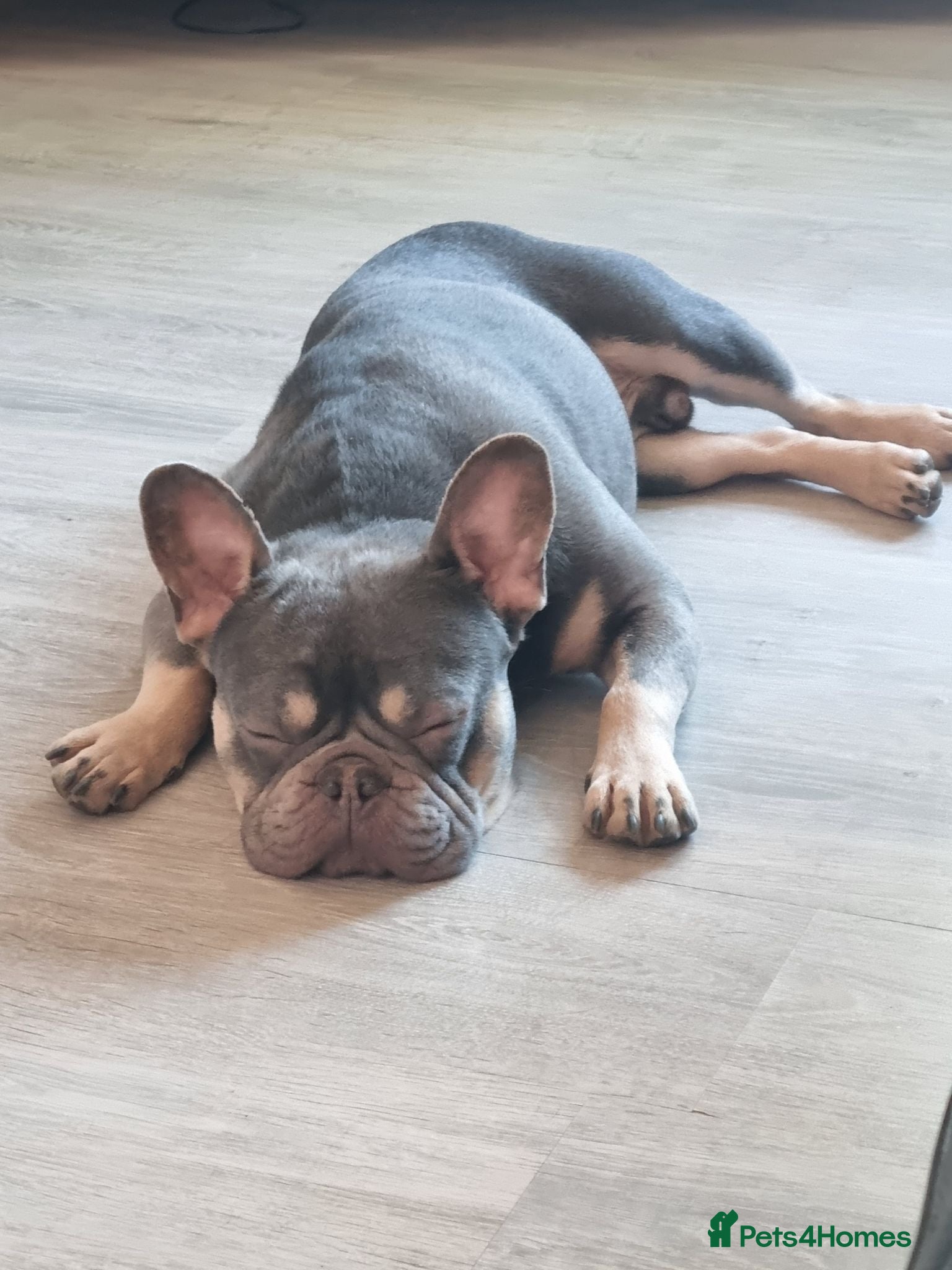 French Bulldog dogs Diego - Advert 1