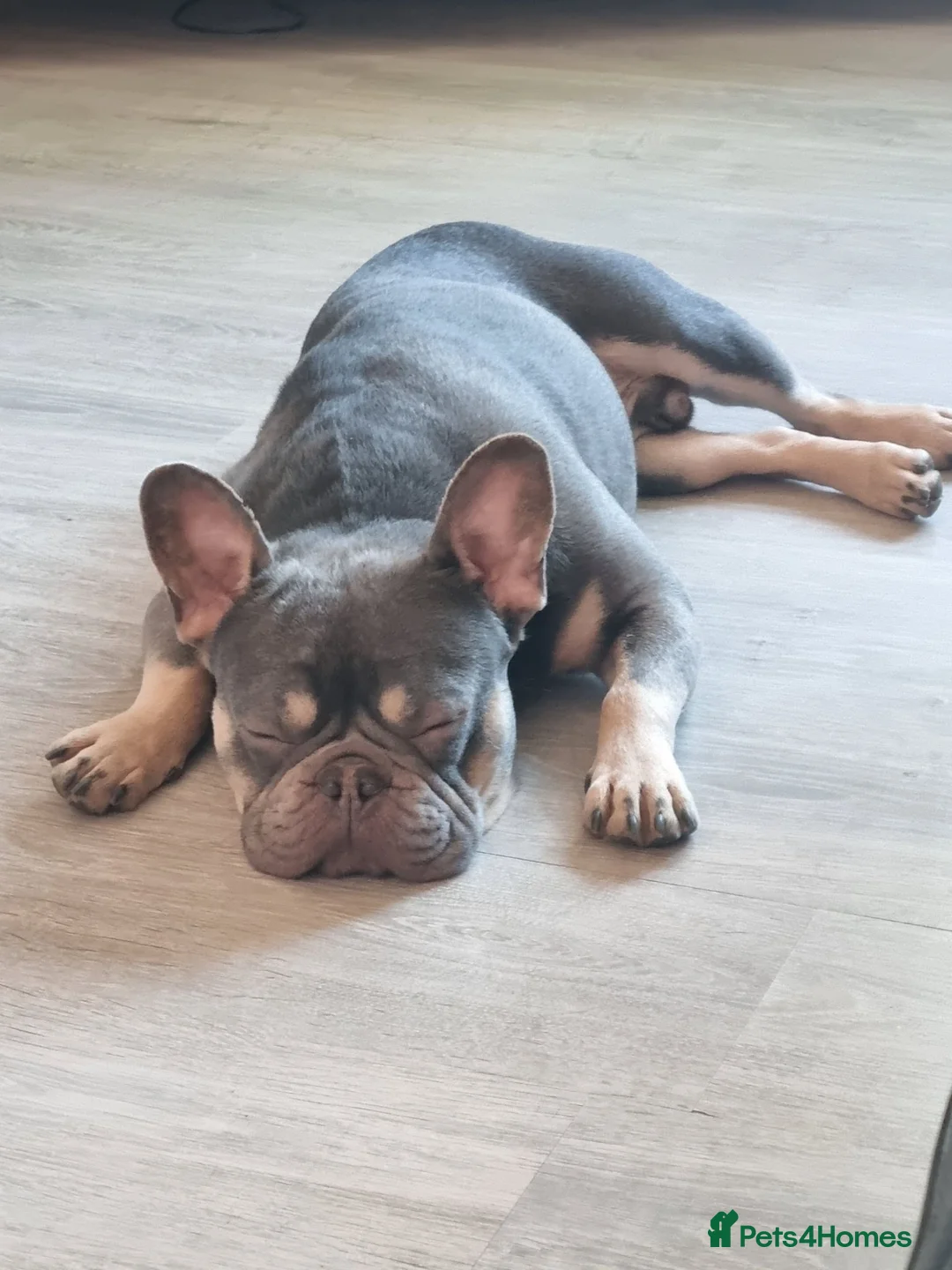 French Bulldog dogs for sale: Diego in Manchester - Advert 1