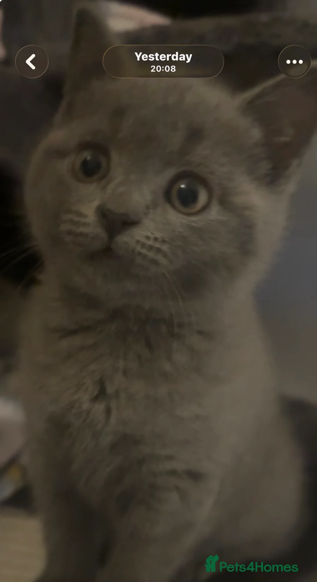 British Shorthair cats for sale: British blue boy for sale ♥️ - Advert 2