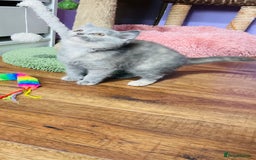 Scottish Fold cats for sale: Beautiful litter of Scottish fold  😍 - Image 23