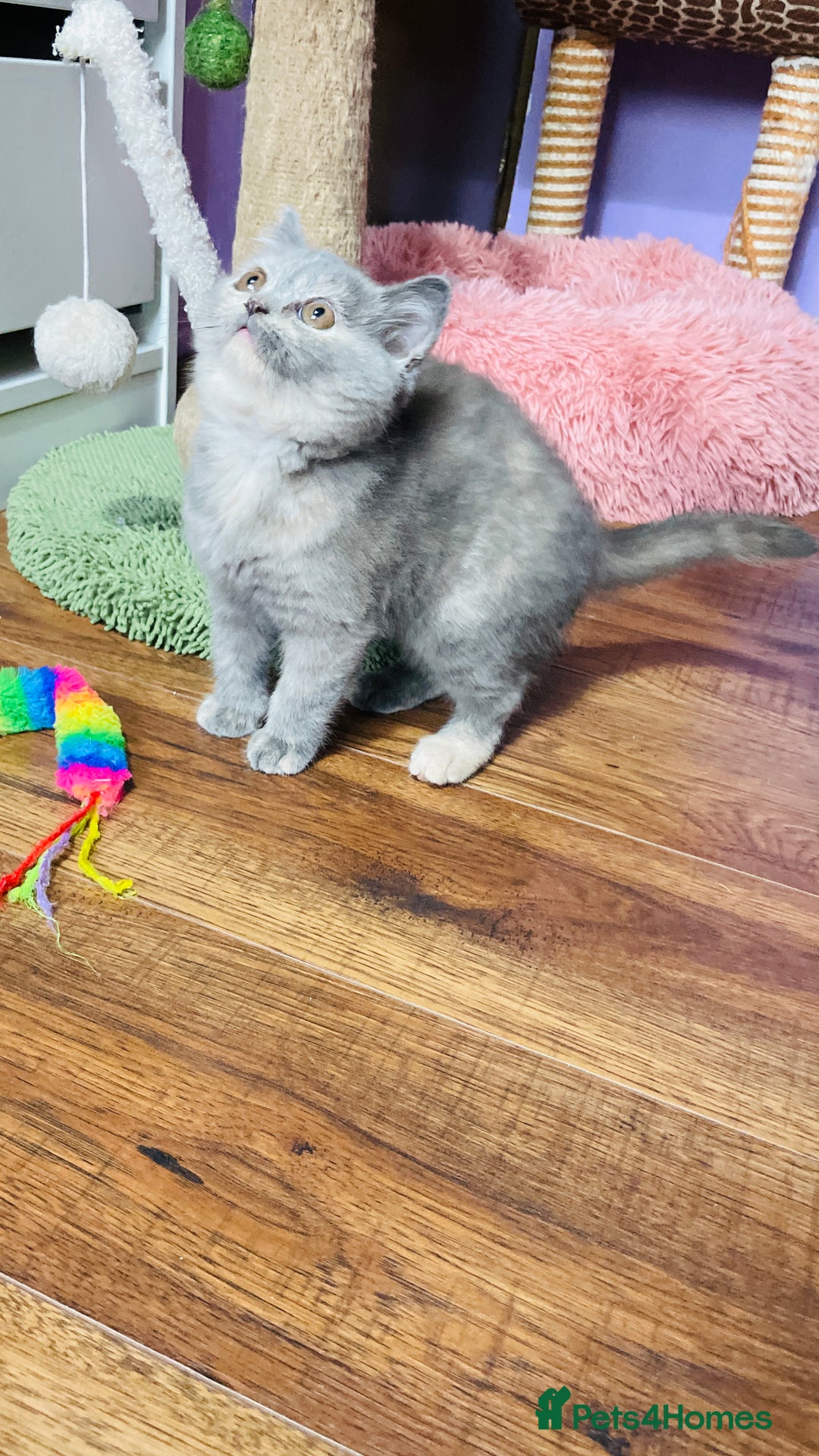 Scottish Fold cats for sale: Beautiful litter of Scottish fold  😍 - Image 23