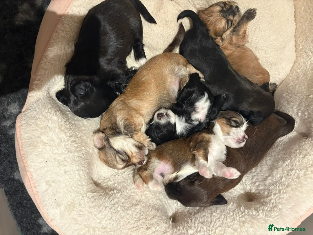 Havanese dogs for sale: Beautiful Havanese puppies - Advert 18