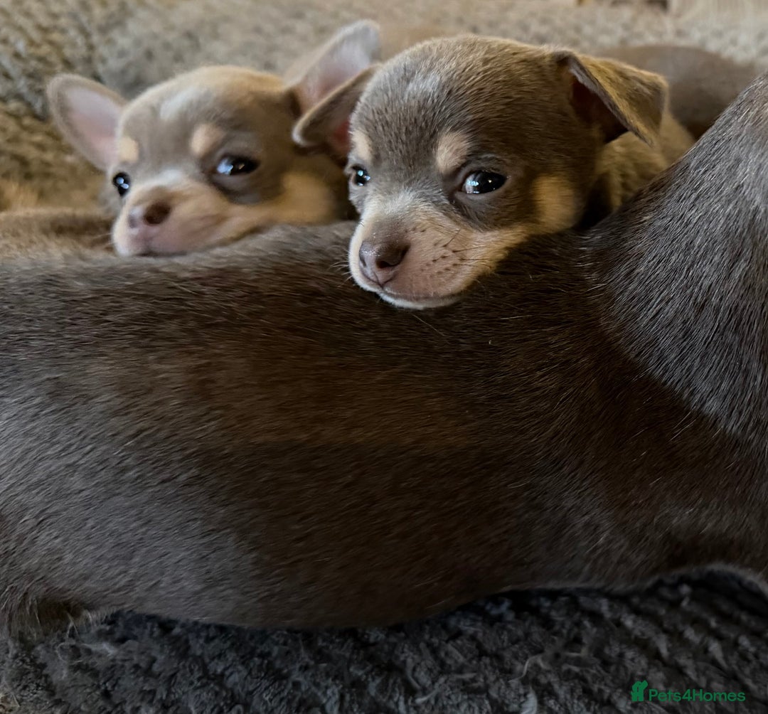 Chihuahua dogs for sale: Stunning Blue & Tan Male Chihuahua puppy - Advert 9