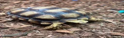 Tortoise reptiles for sale: Sulcata Tortoise  in Lanark - Advert 6
