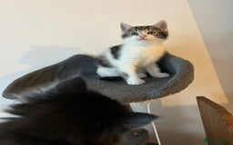 British Shorthair cats for sale: Last beautiful baby left! - Image 4