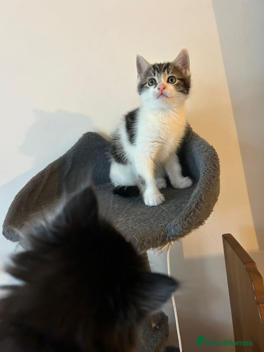 British Shorthair cats for sale: Last beautiful baby left! - Image 4