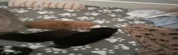 Maine Coon cats for sale: Gorgeous Maine Coon Kittens  - Advert 30