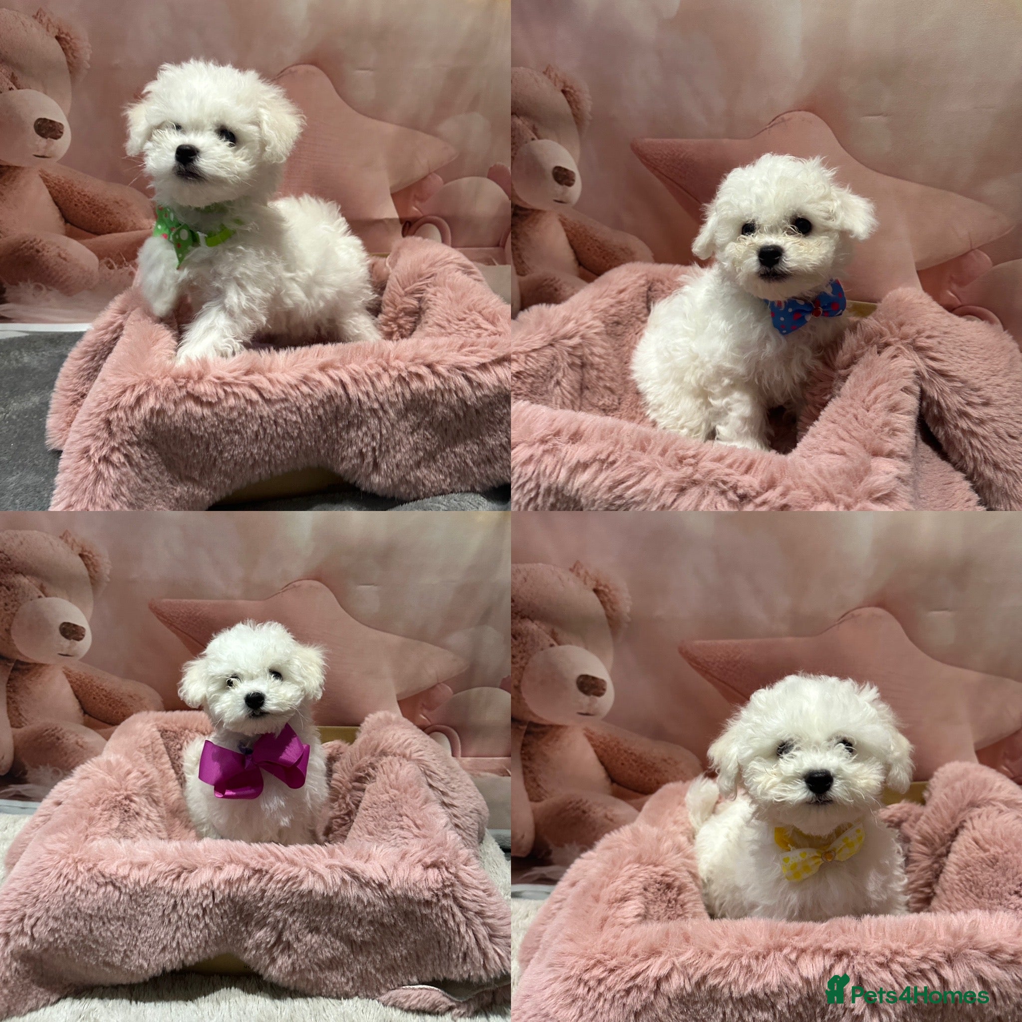 Bichon Frise dogs Pure Pedigree Champion Bloodline Bichon Frise  - Advert 6