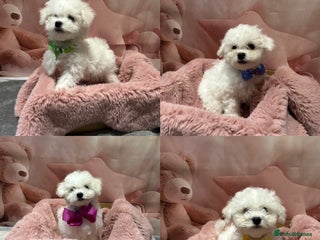 Bichon Frise dogs Pure Pedigree Champion Bloodline Bichon Frise - Advert 5