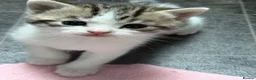 Domestic Shorthair cats for sale: Silver and white Tabby boy  - Advert 5