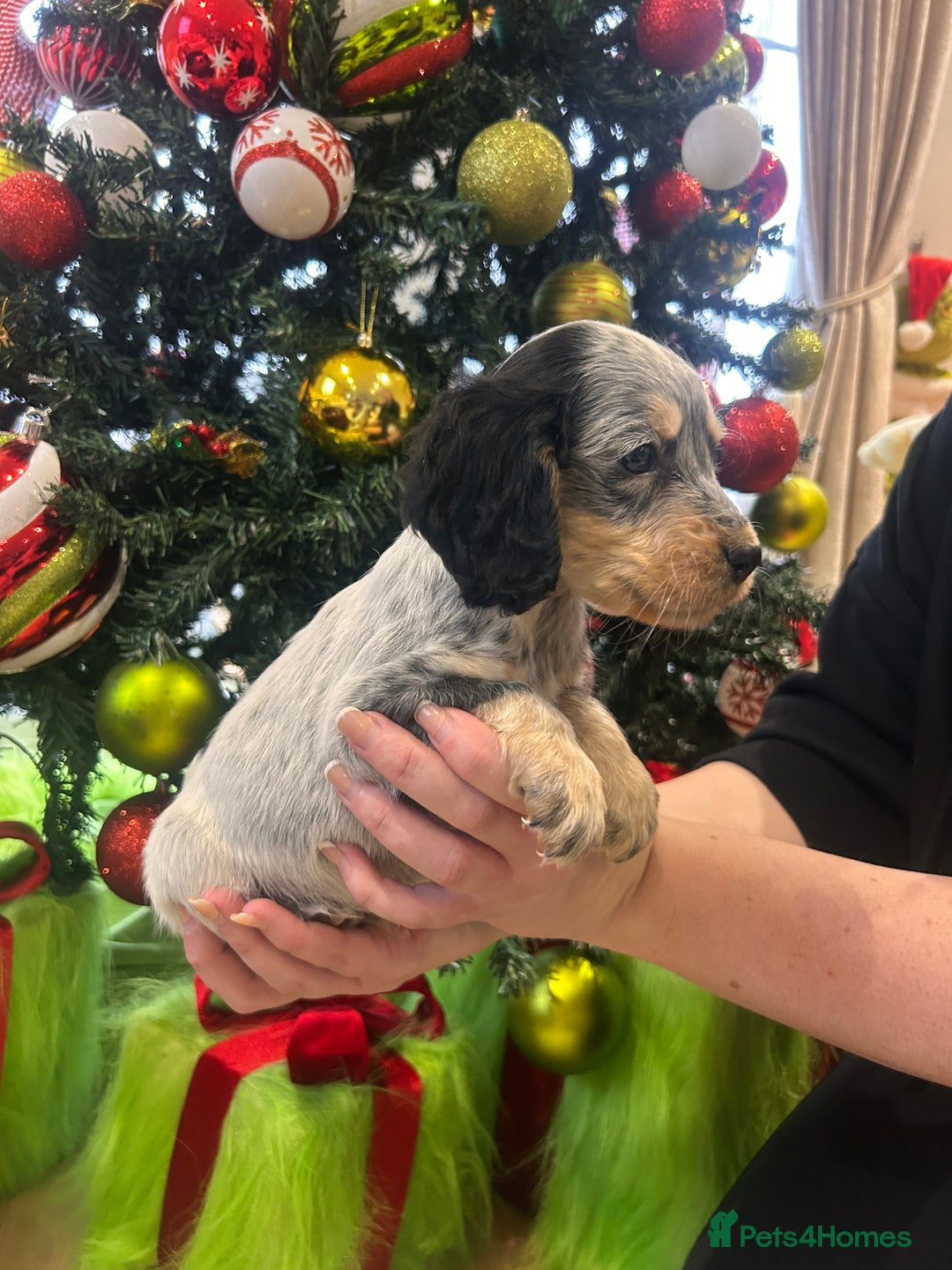 Cocker Spaniel dogs for sale: Cocker spaniel puppies  - Advert 9