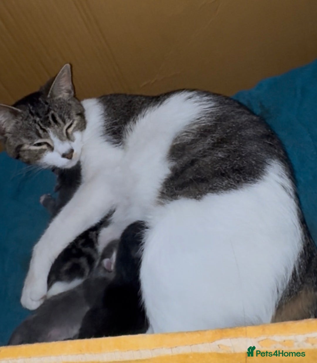 Mixed Breed cats for sale: 3 ,8 week old kittens available 2 male , 1 female  - Advert 2