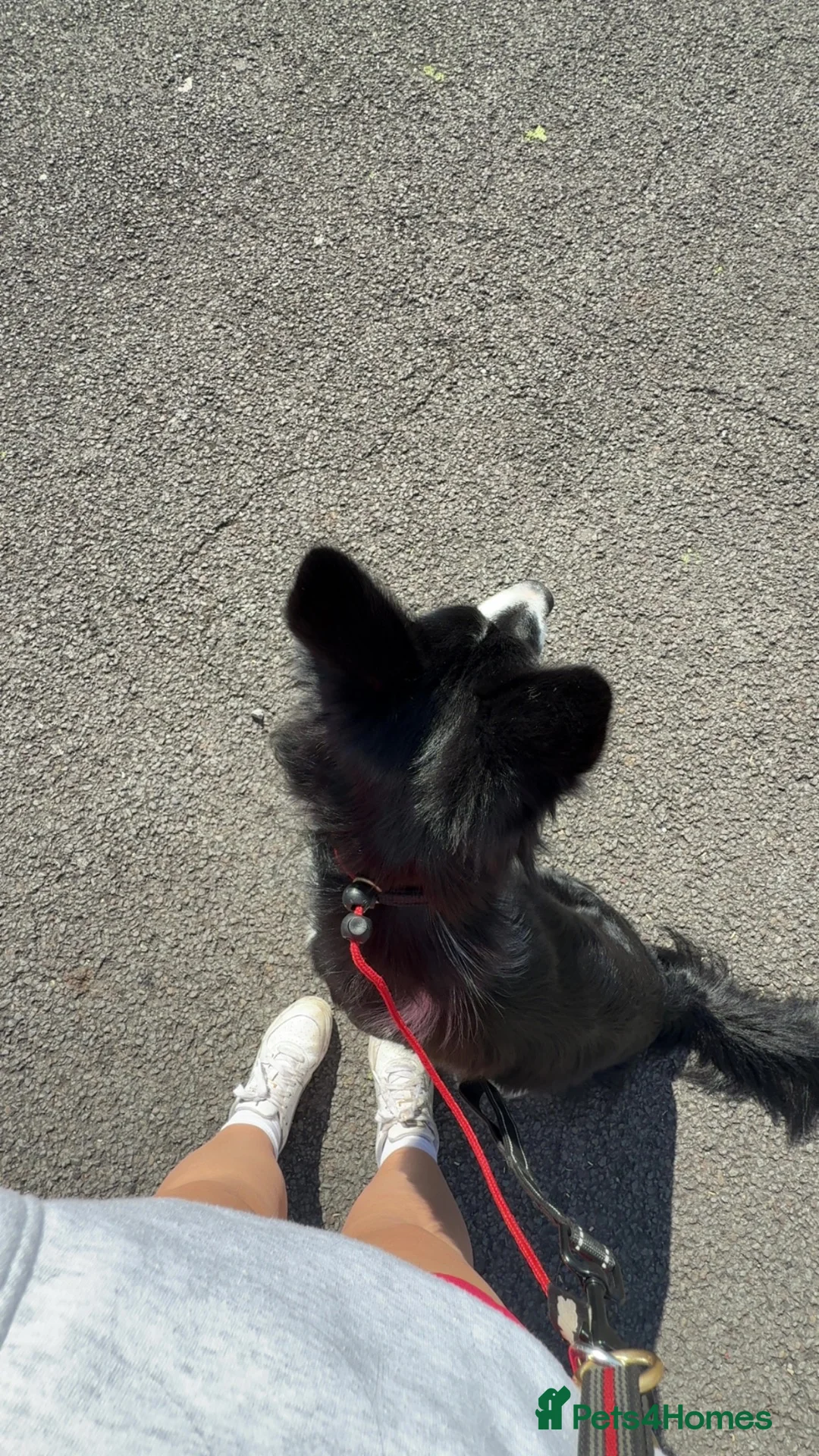 Border Collie dogs for sale: Beau aged 1 (nearly 2)  - Advert 2
