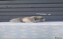 Mini Lop rabbits for sale: Purebred minilops - Image 8