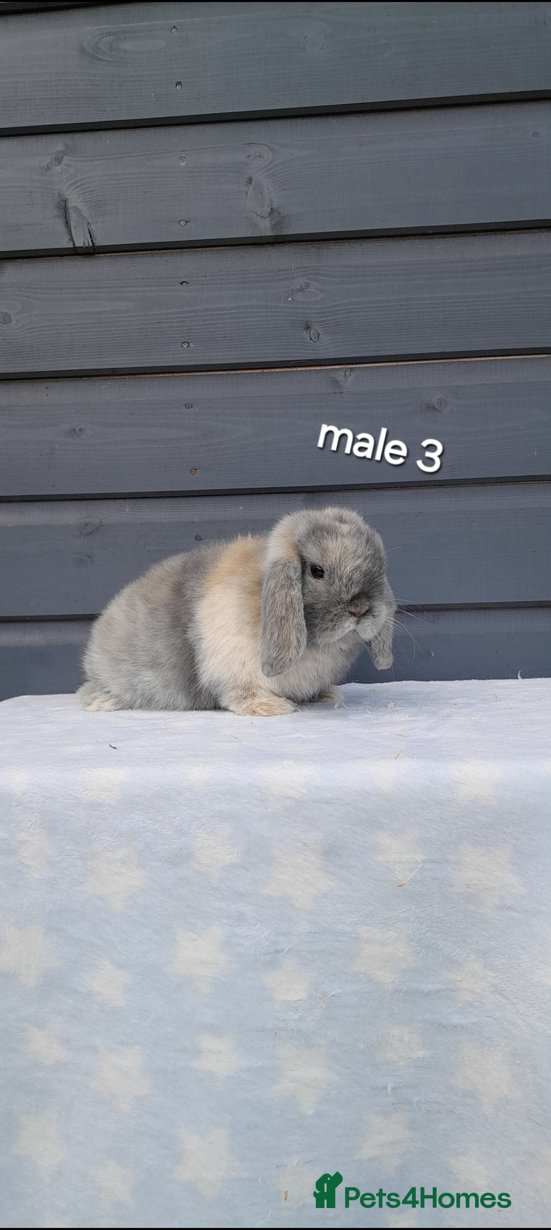 Mini Lop rabbits for sale: Purebred minilops - Image 8