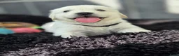 Golden Retriever dogs for sale: Beautiful golden retriever pups  - Advert 10