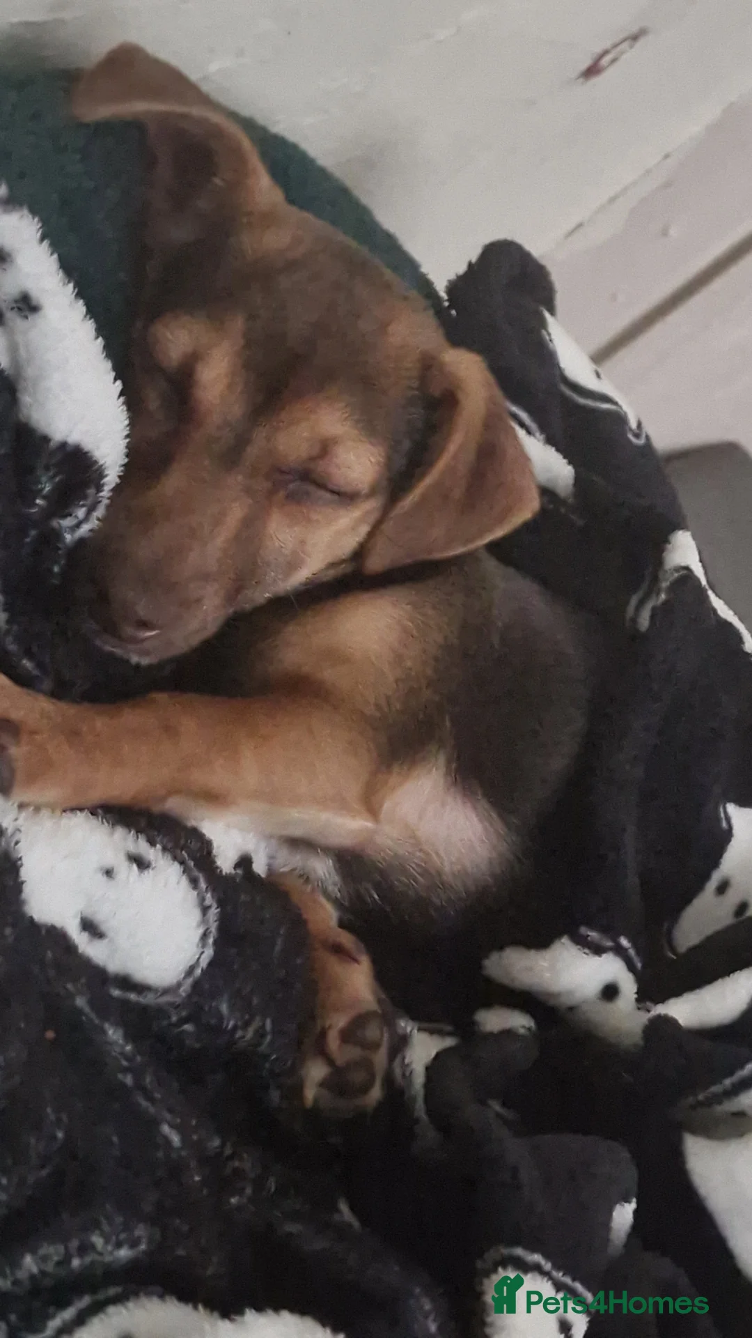 Jack Russell dogs for sale: Dobby is looking for a new family - Advert 2