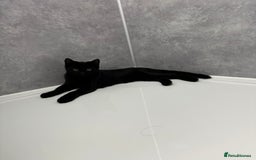 Mixed Breed cats for sale: 7 months old kittens - Image 5