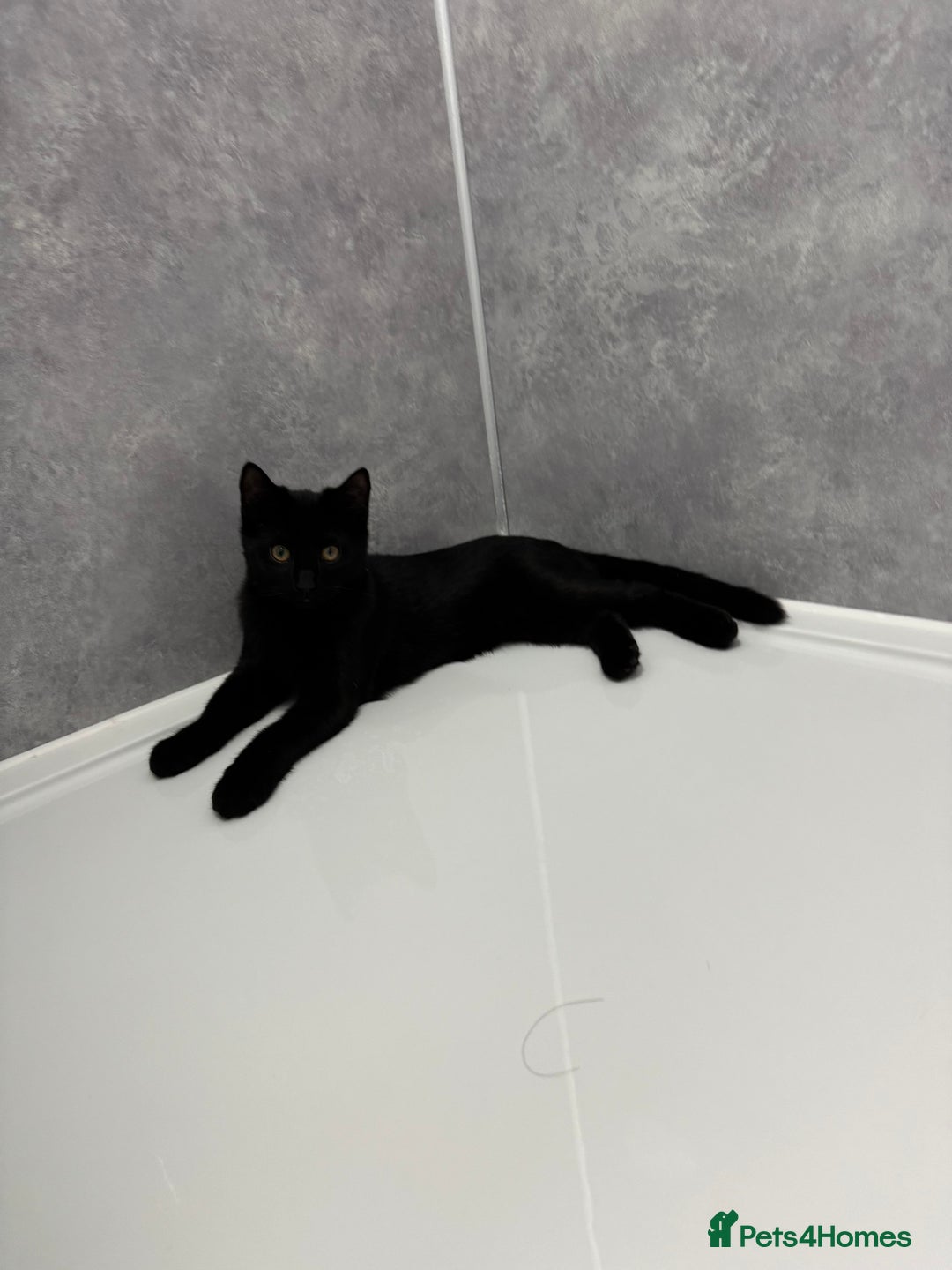 Mixed Breed cats for sale: 7 months old kittens - Image 5