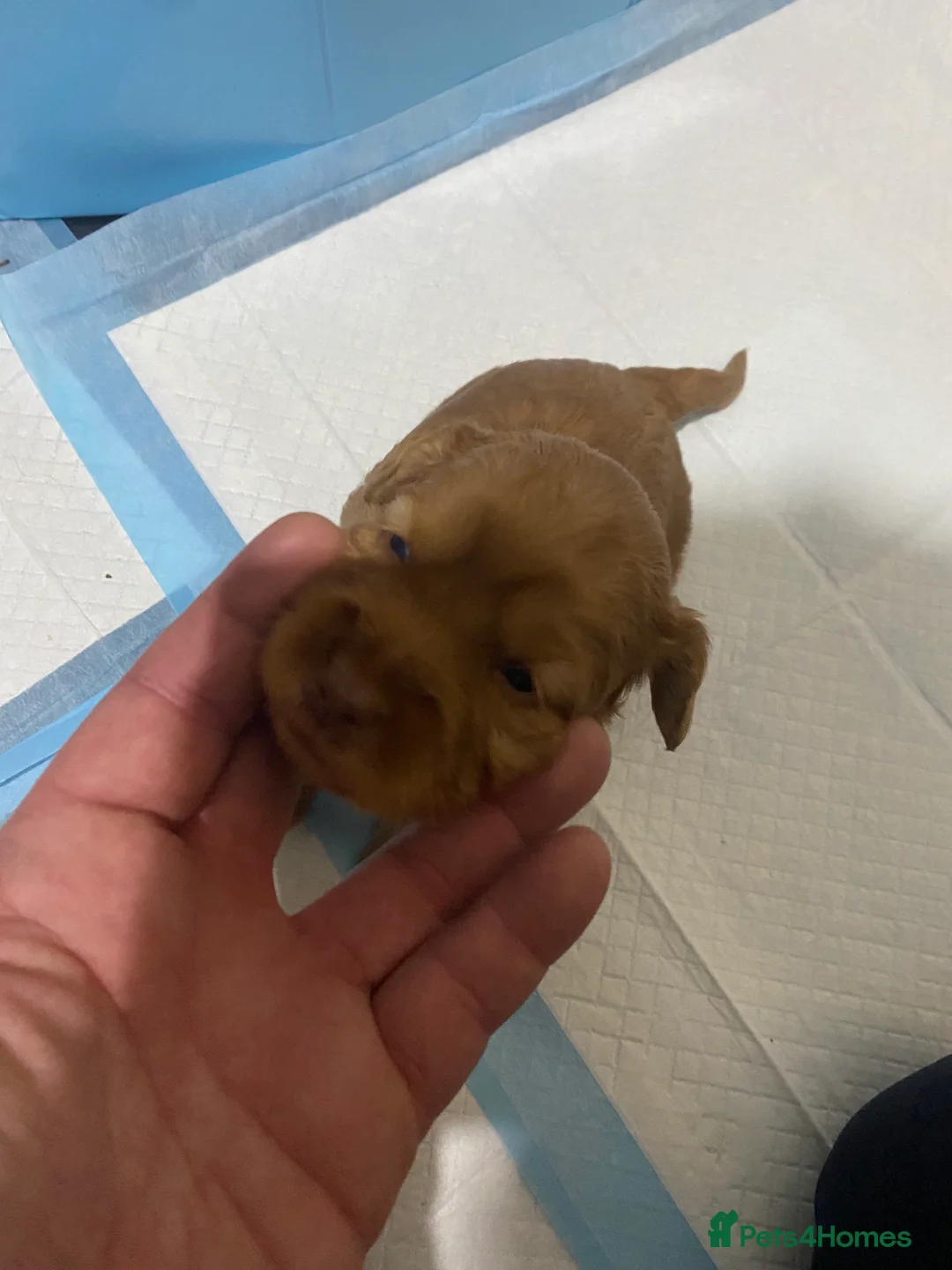 Cockapoo dogs for sale: 5 beautiful cockapoo puppies  - Advert 18