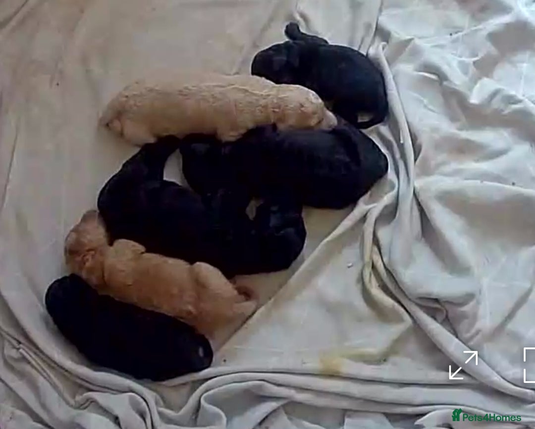 Standard Poodle dogs for sale: Beautiful pure bred Standard Poodle Puppies.  - Image 9