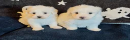 Maltese dogs for sale: Gorgeous Maltese puppies last boy and girl  - Advert 7