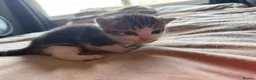 Domestic Shorthair cats for sale: Loving kittens looking for 5 ⭐ homes - Advert 2