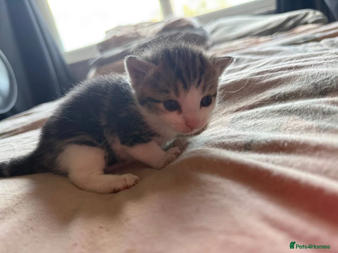 Domestic Shorthair cats for sale: Loving kittens looking for 5 ⭐ homes - Advert 2