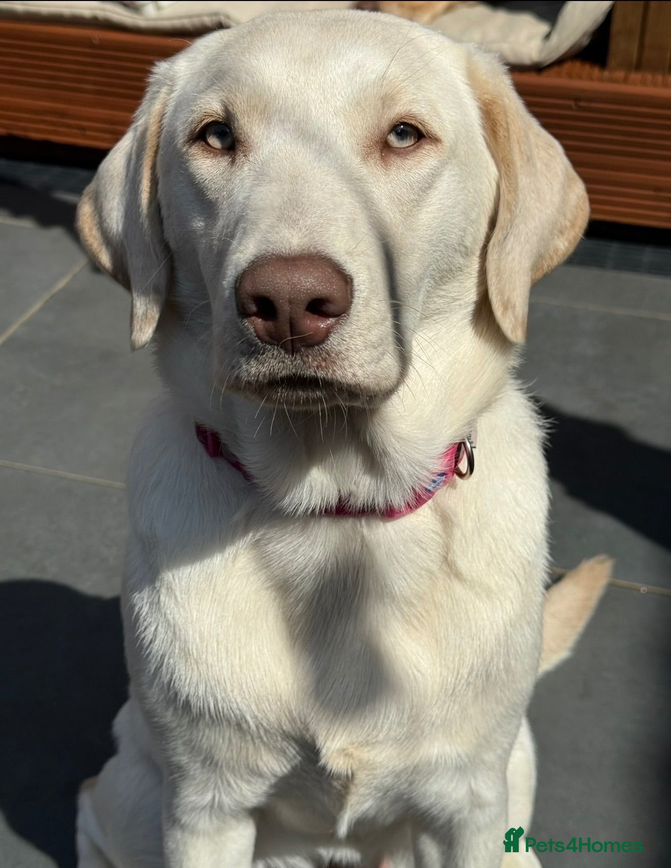 Labrador Retriever dogs Champagne Labrador waiting list - Advert 3