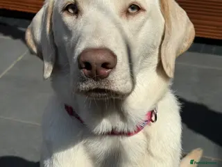 Labrador Retriever dogs Champagne Labrador waiting list - Advert 2