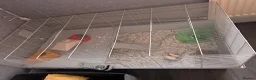 Hamster rodents for sale: Syrian hamster girl  - Advert 5