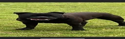 Staffordshire Bull Terrier dogs for sale: KC REG SBT STOCKY BLACK BITCH in Saint Ives - Advert 12
