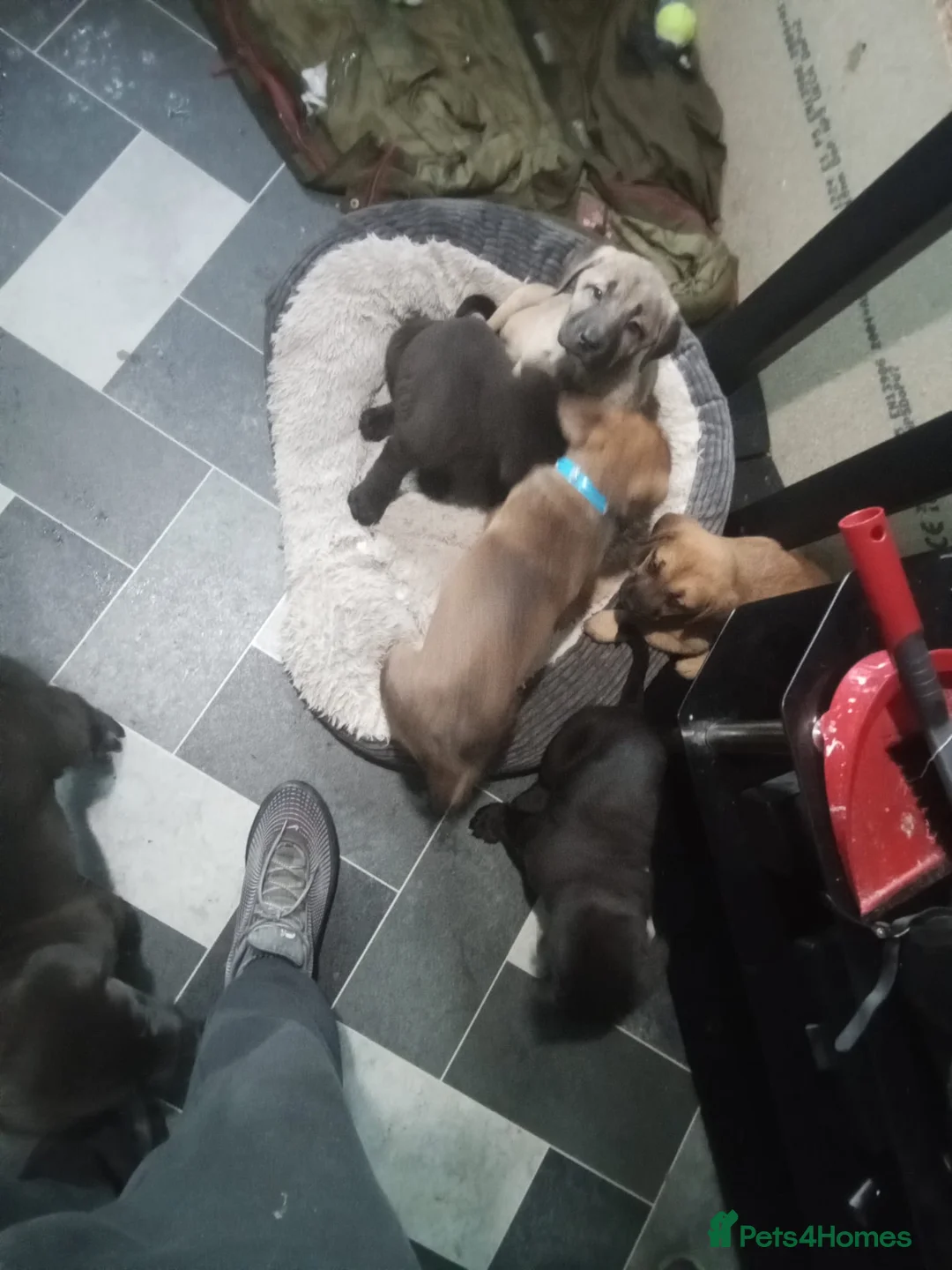 Mixed Breed dogs for sale: Caucasian shepherd cross puppies in Widnes - Advert 4