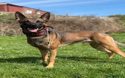 Belgian Shepherd Dog dogs for stud: ACE (stud) - Image 3