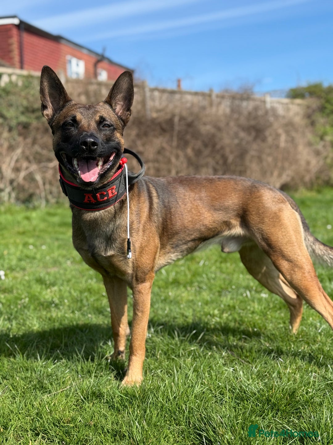 Belgian Shepherd Dog dogs for stud: ACE (stud) - Image 3