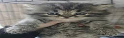 Persian cats for sale: Persian chinchilla kittens  - Advert 8