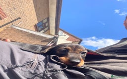 Dachshund dogs for sale: KC standard wire haired dachshund puppies (teckel) in Tiverton - Image 16