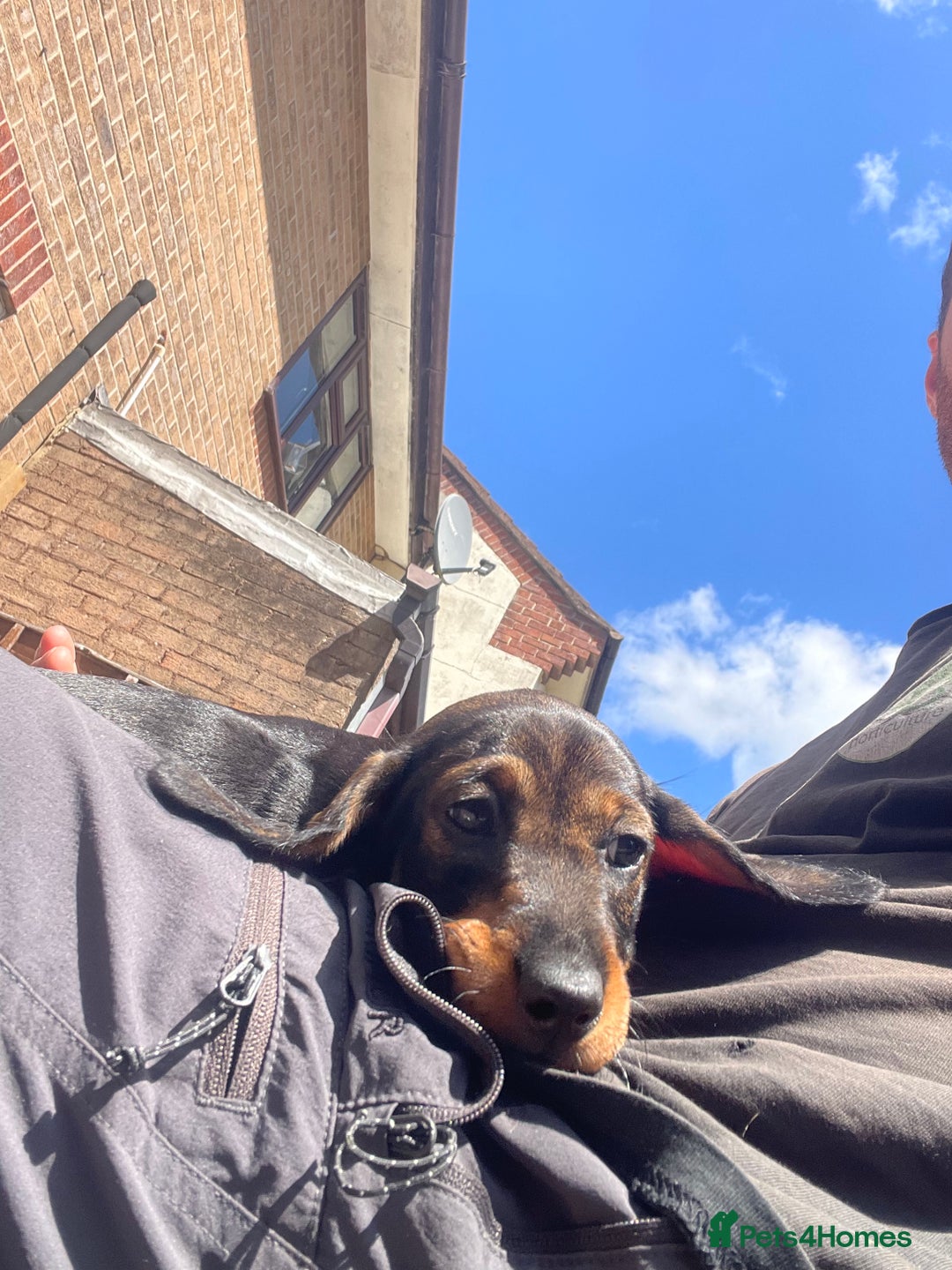 Dachshund dogs for sale: KC standard wire haired dachshund puppies (teckel) in Tiverton - Image 16