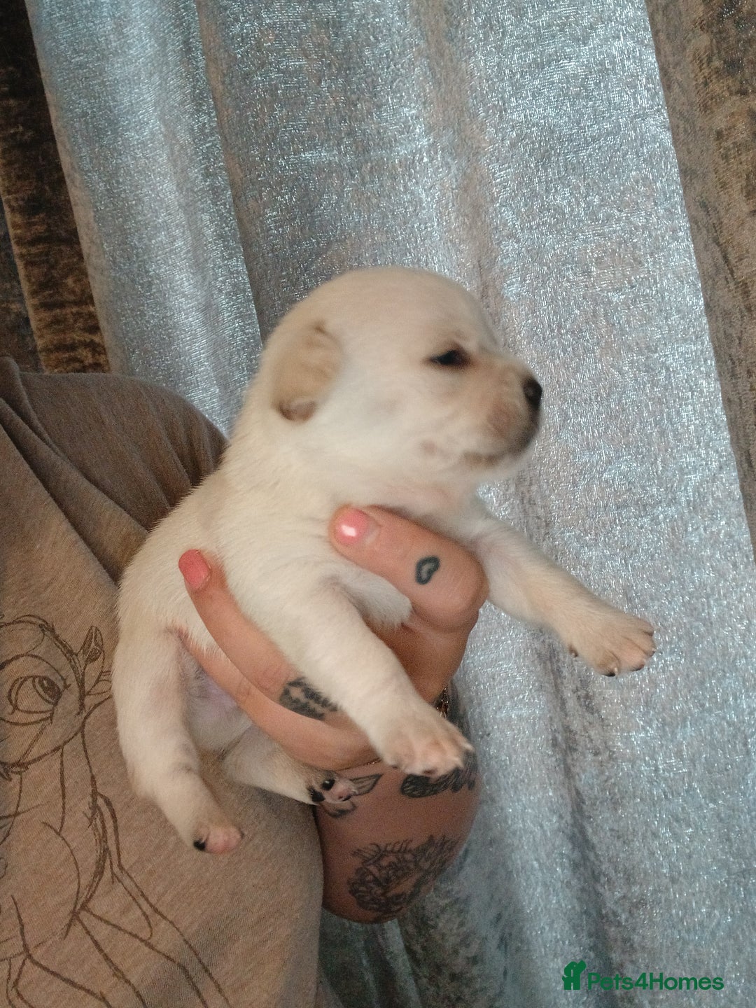 Mixed Breed dogs for sale: Jackawawas  - Image 7