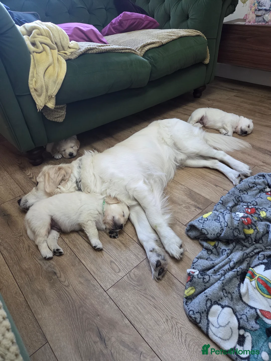 Golden Retriever dogs for sale: Golden retriever puppies  - Advert 24