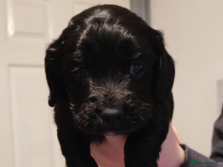 Sprocker dogs sprocker puppies 3 black/ 1 chocolate girl left - Advert 3