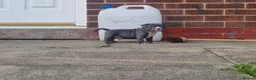American Bully dogs for sale: American pocket bullys  - Advert 3