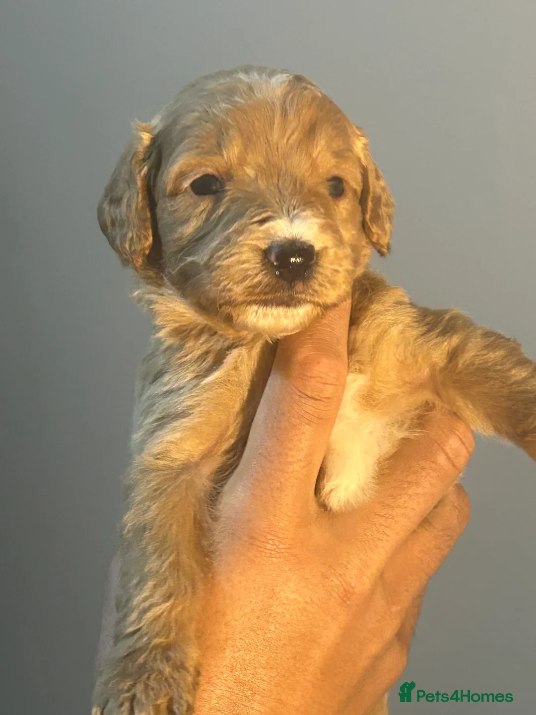 Cockapoo dogs for sale: Beautiful cockpoo - Advert 2