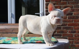 French Bulldog dogs for sale: Stunning merle boy  - Image 2